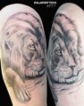 /album/foto-tattoo/leone-finito-jpg/